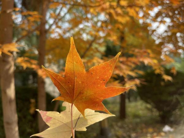 淺議&OpenCurlyDoubleQuote;區域全面經濟夥伴關係協定&rdquo;