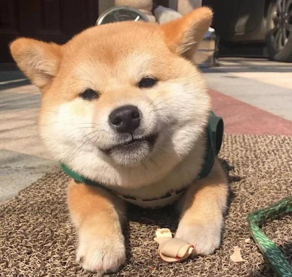 為什麼說男不養貓,女不養狗?看完漲知識了 為什麼說男不養貓,女不養狗?看完漲知識了