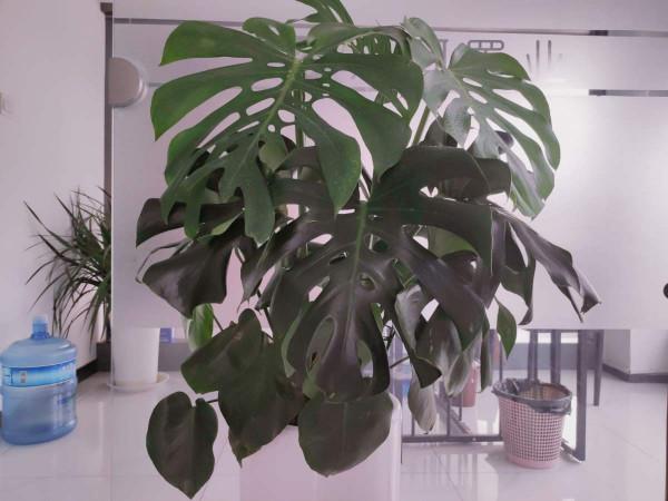 家裡有老人，就養4種“壽星花”，好養活寓意好