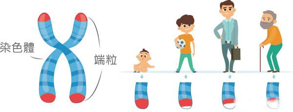 人類的極限壽命是多少歲？《自然》研究表明：人類無法逆轉衰老