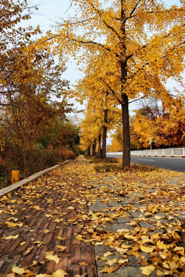 秦皇島北戴河秋天的美景