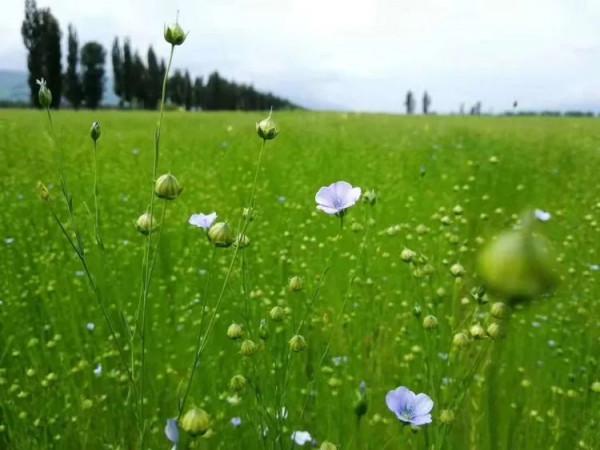 因多肉遇見滿滿的愛和美好，有多肉相伴，歲月生香