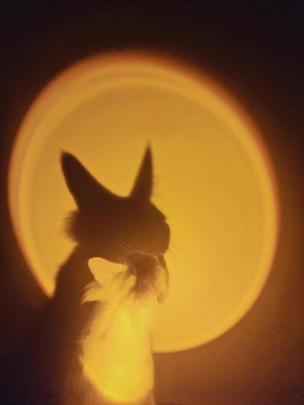 新手養貓貓需要多強大的心理準備? 新手養貓貓需要多強大的心理準備?