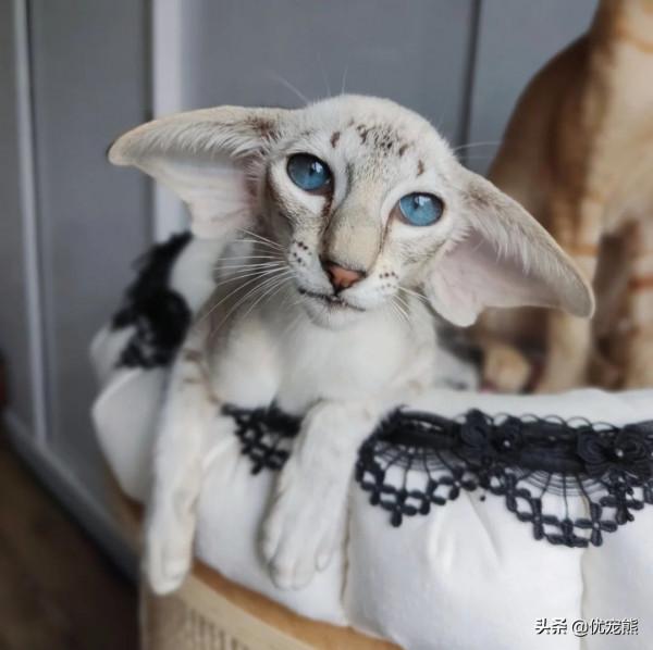 「優寵熊」貓咪之最，看你知道幾個