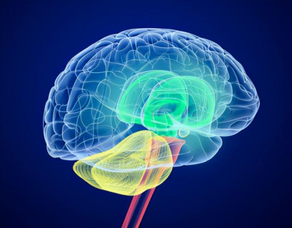 缺血缺氧性腦病與幹細胞治療 缺血缺氧性腦病與幹細胞治療