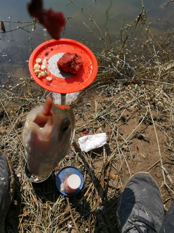 [十週年亅艱難釣魚路,我用妙招撬開鯽魚口 [十週年亅艱難釣魚路,我用妙招撬開鯽魚口
