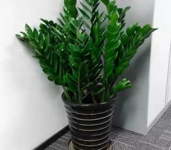 春節要到了，家裡養4種“招財樹”，美觀大方，寓意好