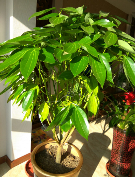 客廳見樹，家業穩固！適合客廳養的五種樹，大氣美觀，幸福感倍增