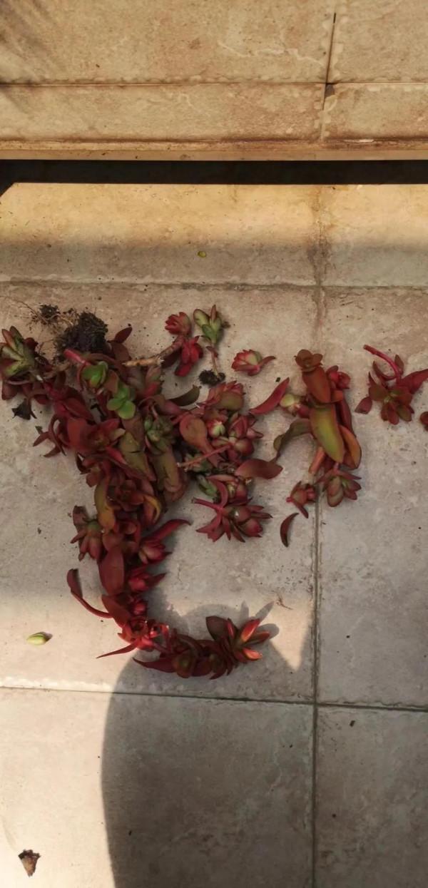 不死鳥---火祭，紅紅火火迎十二月