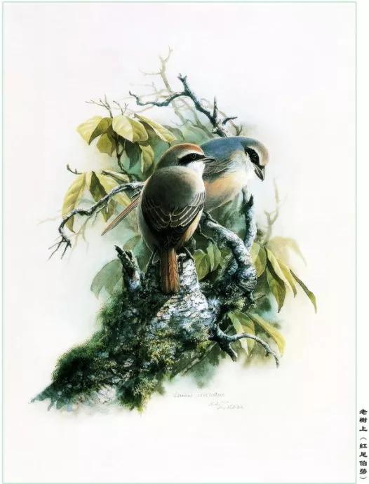 中國動植物畫第一人，曾孝濂極品工筆畫