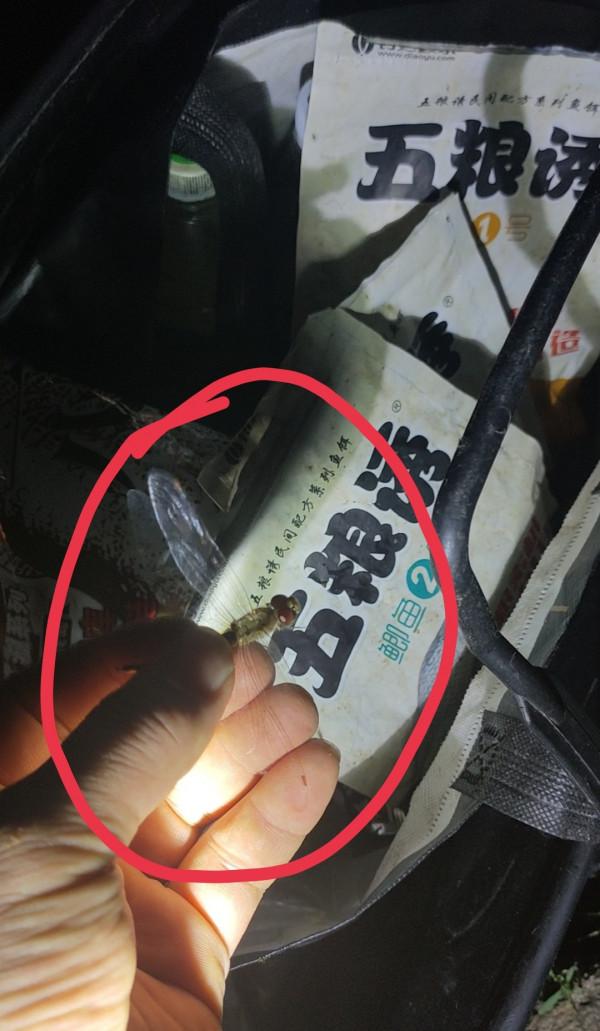 「十週年」深秋夜釣餌料使用要講究