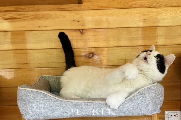 逗貓棒?都快把貓玩成花啦 逗貓棒?都快把貓玩成花啦