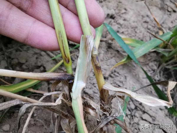 小麥紋枯病年年發生,播種前進行防治,才是最佳的防治期 小麥紋枯病年年發生,播種前進行防治,才是最佳的防治期