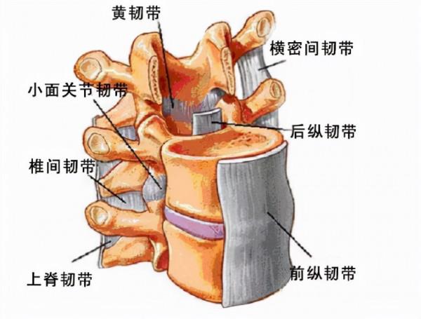 腰間盤突出就不能練瑜伽了嗎？
