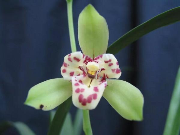 分享一組清新素雅的蘭花