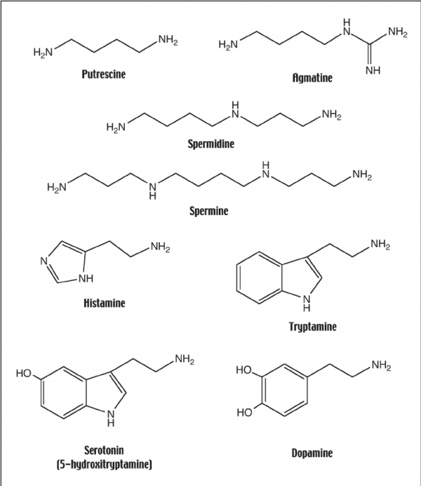 你根本跑不過馬蜂!這樣惹它的話,可能會送死 你根本跑不過馬蜂!這樣惹它的話,可能會送死
