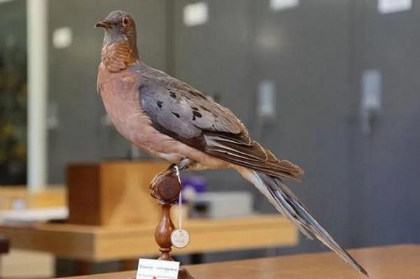 《動物世界千奇百怪》之一 《動物世界千奇百怪》之一