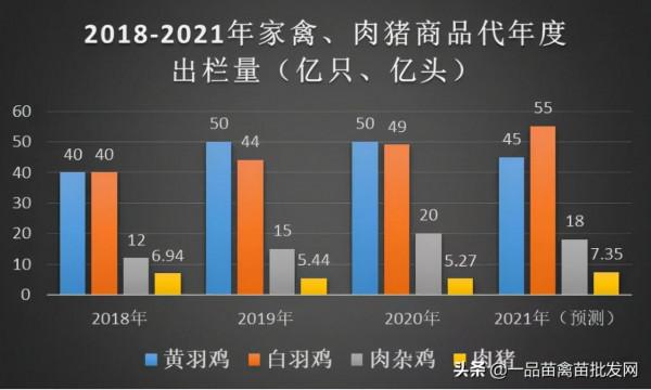 明年養雞行業或將繼續承壓,養殖戶應從這兩個方面做好應對準備 明年養雞行業或將繼續承壓,養殖戶應從這兩個方面做好應對準備