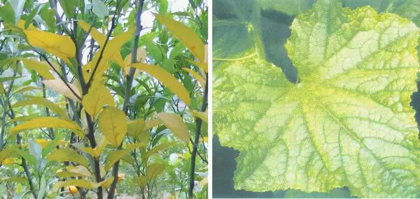 超全植物肥料知識,建議收藏 超全植物肥料知識,建議收藏