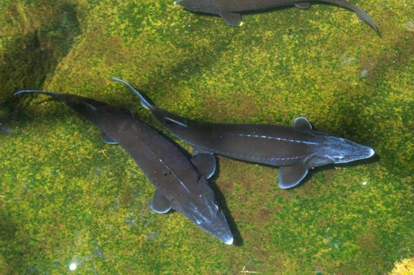 連續27年未捕撈！三峽水庫成魚類“天堂”，裡面的魚最大有多大？