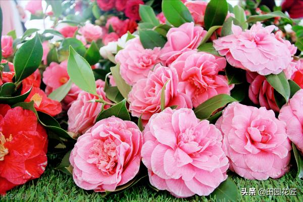 當前氣候多變，山茶花養護上要注意以下四點，方可輕鬆爆盆