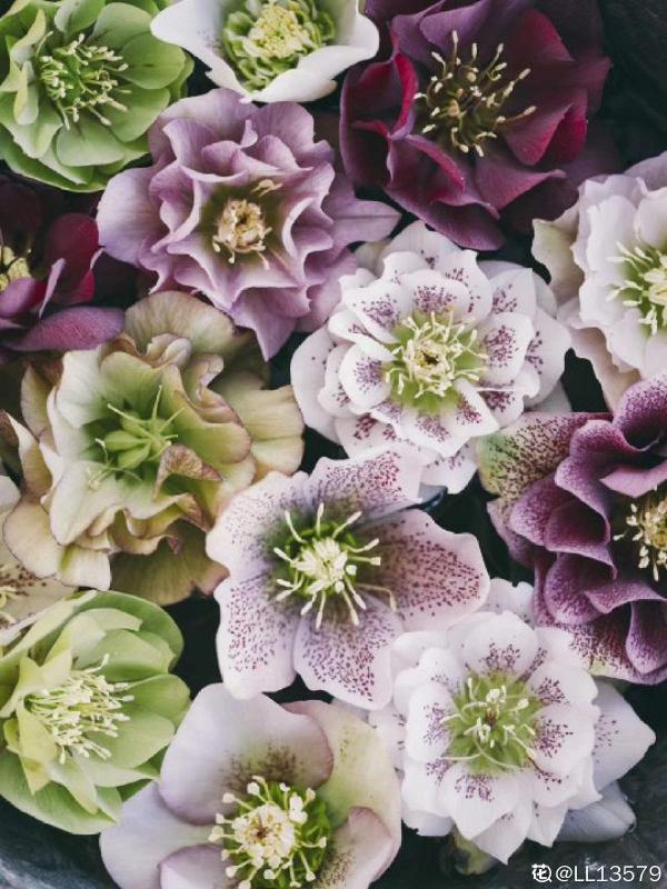 不想養綠植,種了這4種“黑植”,養得起勁卻差點被扔掉 不想養綠植,種了這4種“黑植”,養得起勁卻差點被扔掉