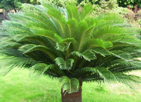 路邊的“鐵樹”會開花嗎？多曬太陽勤施肥，養到開花沒問題