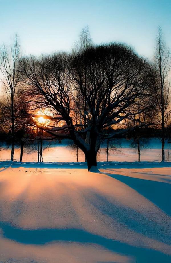 分享白雪皚皚的雪景，銀裝素裹，美景如畫