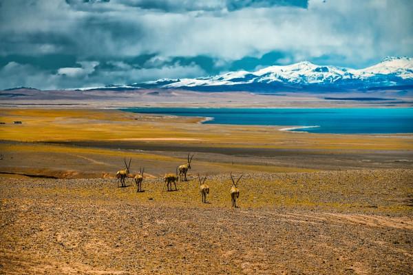 開著房車來一次格爾木環線遊,看遍大西北沙漠草原與鹽湖 開著房車來一次格爾木環線遊,看遍大西北沙漠草原與鹽湖