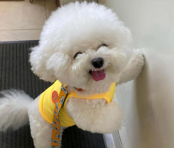 “偷偷愛你”的比熊，這6個舉動，瞞都瞞不住