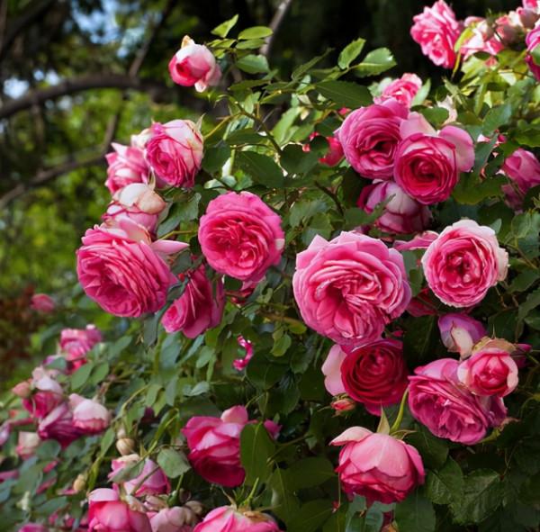 進入十月份天氣轉涼,藤本月季莫亂修剪,兩種情況要分清 進入十月份天氣轉涼,藤本月季莫亂修剪,兩種情況要分清