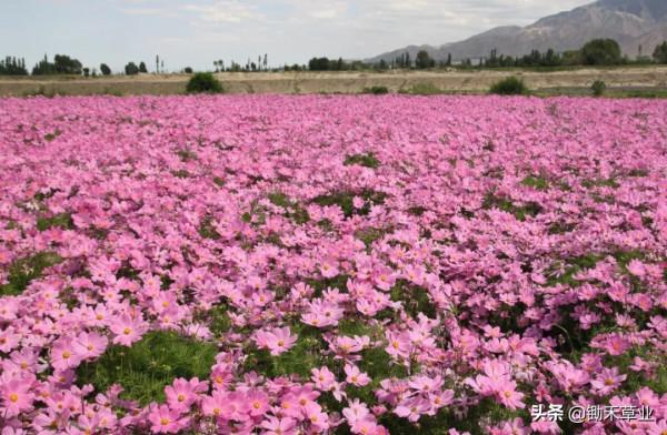 花海花田系列-波斯菊 花海花田系列-波斯菊