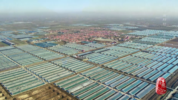 一畝地十萬塊,看小小西紅柿如何“紅火”了膠東半島上這個村 一畝地十萬塊,看小小西紅柿如何“紅火”了膠東半島上這個村