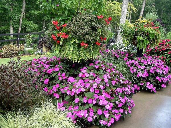 一年四季花開不斷的植物—新幾內亞鳳仙的植物非試管高效快繁