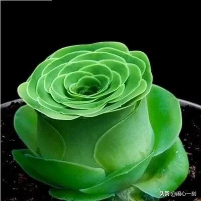 分享&mdash;&mdash;玫瑰多肉
