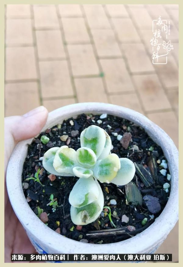 多肉變胖純屬正常,我的變胖卻是工傷 多肉變胖純屬正常,我的變胖卻是工傷