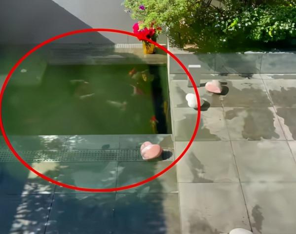 何超蓮曬豪宅錦鯉，每條價值超過4萬元，劉嘉玲也養了很多條