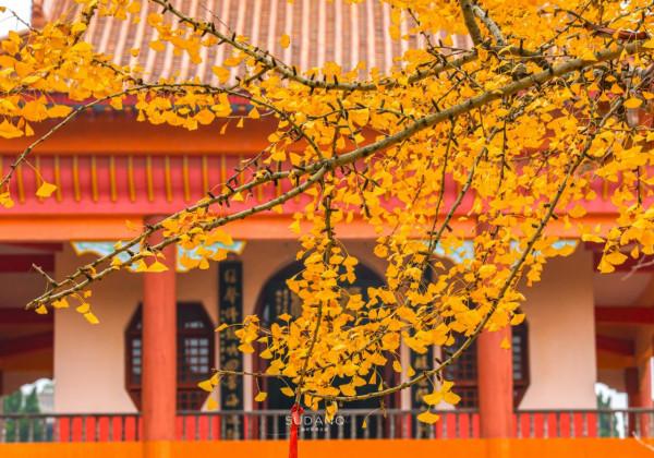 湖南有座古剎，相傳被“五條龍”守護，是湘潭境內四大古剎之一