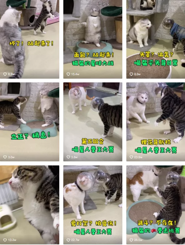 “為滿足粉絲,我用臭屁彈把貓燻死了” “為滿足粉絲,我用臭屁彈把貓燻死了”