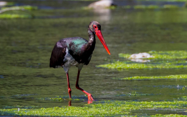 瀕臨滅絕的鳥類有多漂亮？黑頭角雉和黑鸛告訴你，什麼才是氣質