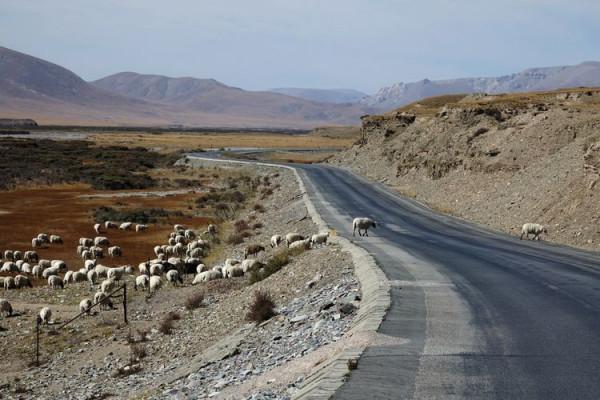 從天峻縣到木裡途中——陶玉和