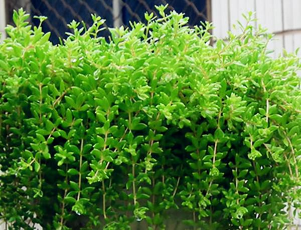 5種適合院子裡種的鋪地植物，種出來比草坪還好看