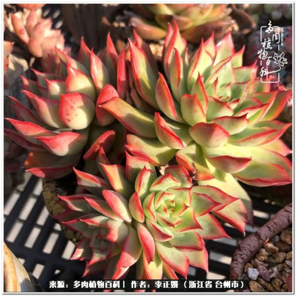 我的多肉，我的小世界