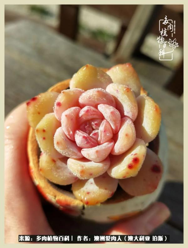 多肉變胖純屬正常,我的變胖卻是工傷 多肉變胖純屬正常,我的變胖卻是工傷