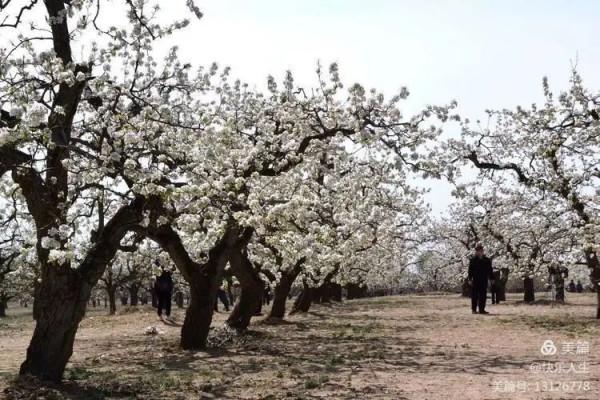 鐵兵遊記｜永定河畔萬畝梨花香雪海