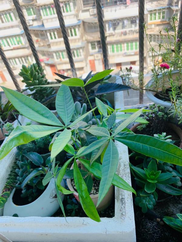 陽臺小植物 陽臺小植物