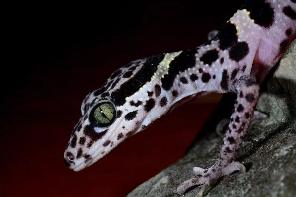 動物世界大全 第四章 爬行動物（三）圖文解析每天為你展現動物知識