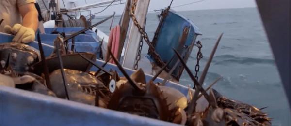 新冠疫苗必須經它檢測才能上市!可愛鱟鱟,守護人類健康 新冠疫苗必須經它檢測才能上市!可愛鱟鱟,守護人類健康