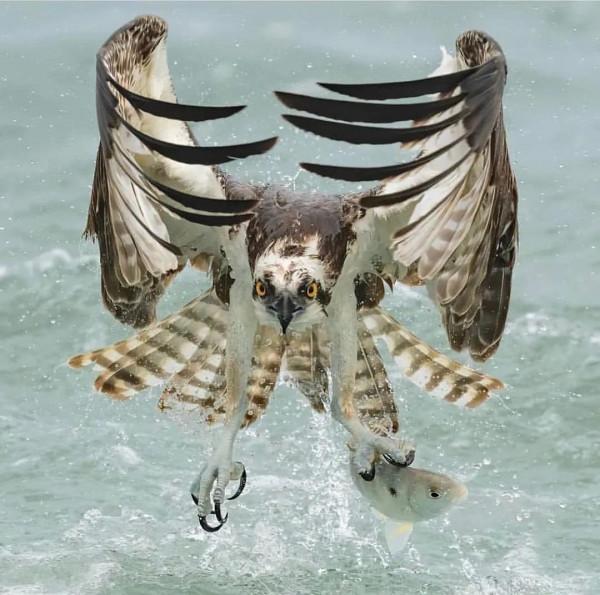 分享——最珍貴罕見的鳥