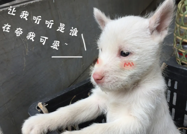 圍觀!下司古鎮來了群無敵小可愛 圍觀!下司古鎮來了群無敵小可愛